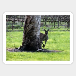 Peek a boo Kangaroo Sticker